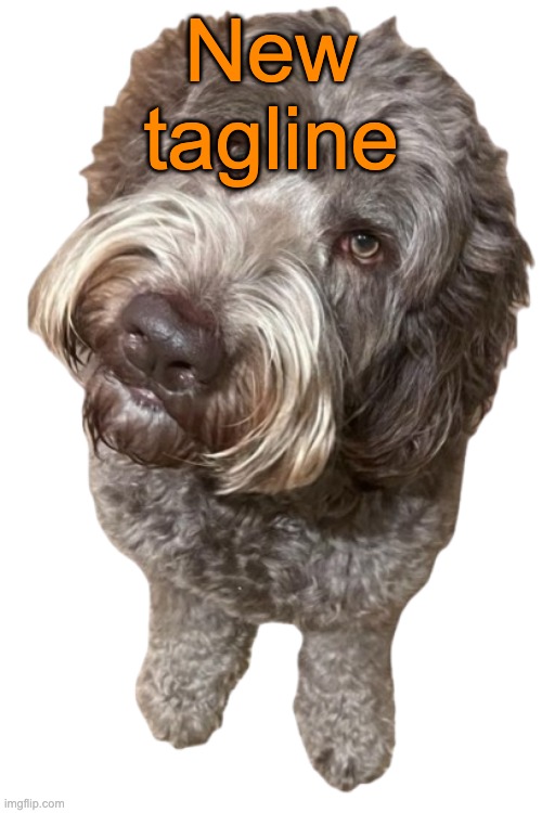Northers Dog (Transparent) | New tagline | image tagged in northers dog transparent | made w/ Imgflip meme maker