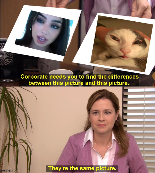 (Poor cat) | image tagged in memes,they're the same picture,cats,cat | made w/ Imgflip meme maker