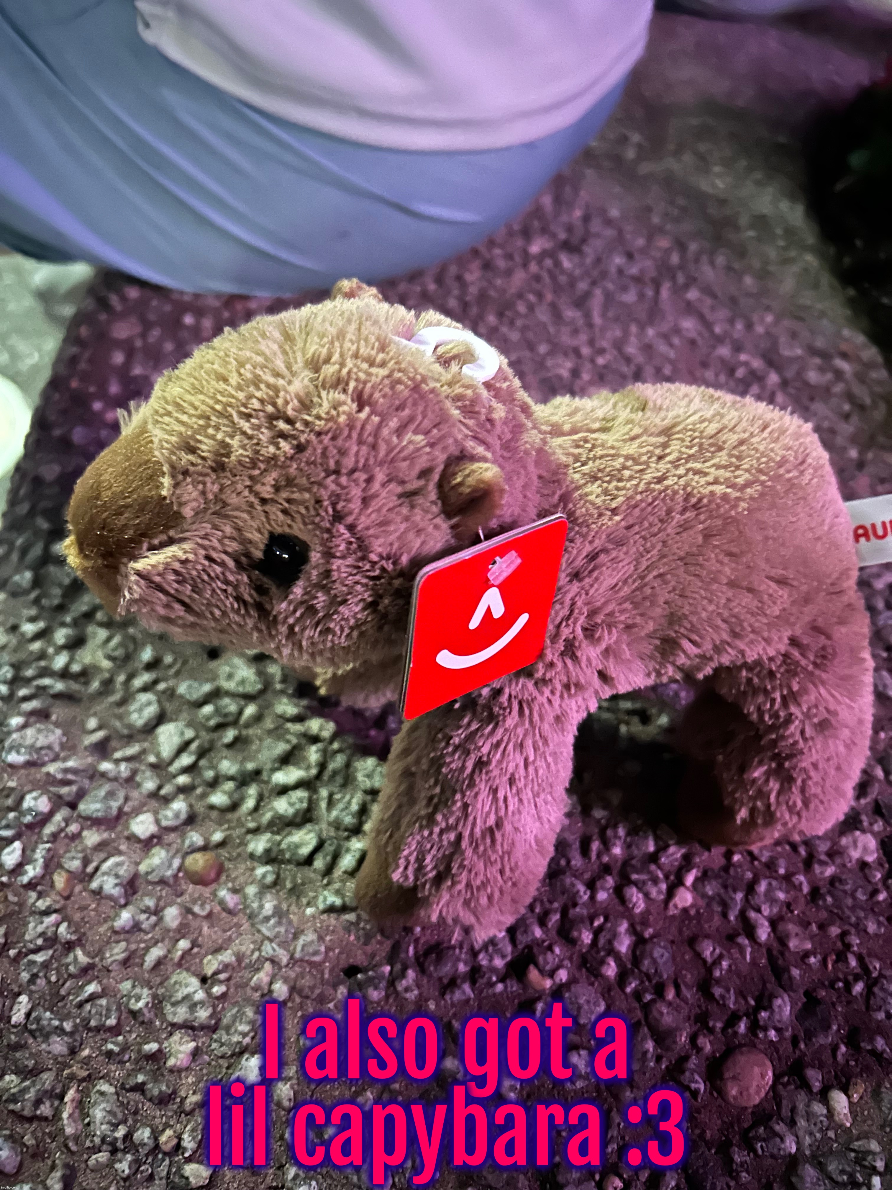 the silly >w< | I also got a lil capybara :3 | made w/ Imgflip meme maker