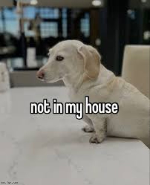 not in my house | image tagged in not in my house | made w/ Imgflip meme maker