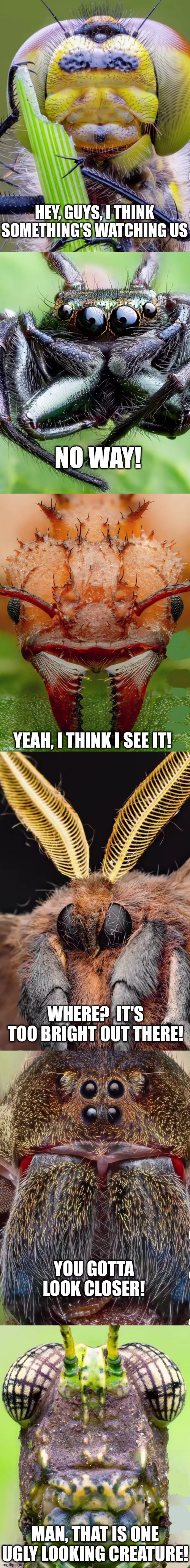 Creepy Closeups | HEY, GUYS, I THINK SOMETHING'S WATCHING US; NO WAY! YEAH, I THINK I SEE IT! WHERE?  IT'S TOO BRIGHT OUT THERE! YOU GOTTA LOOK CLOSER! MAN, THAT IS ONE UGLY LOOKING CREATURE! | image tagged in bugs,insects,close up,photography | made w/ Imgflip meme maker