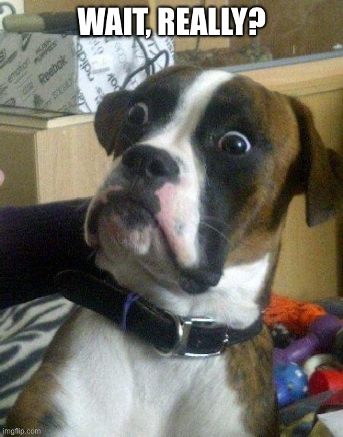 Surprised Dog | WAIT, REALLY? | image tagged in surprised dog | made w/ Imgflip meme maker