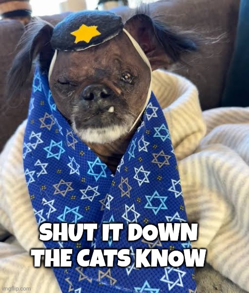 israel memes | SHUT IT DOWN 
THE CATS KNOW | image tagged in israel jews | made w/ Imgflip meme maker