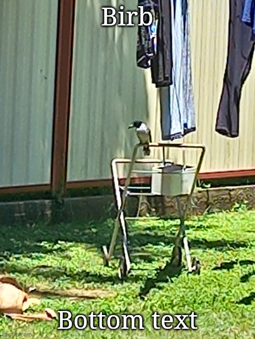 Birb; Bottom text | made w/ Imgflip meme maker