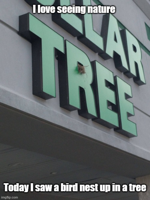 Nature Is Awesome | I love seeing nature; Today I saw a bird nest up in a tree | image tagged in bird,nest,nature,city life | made w/ Imgflip meme maker