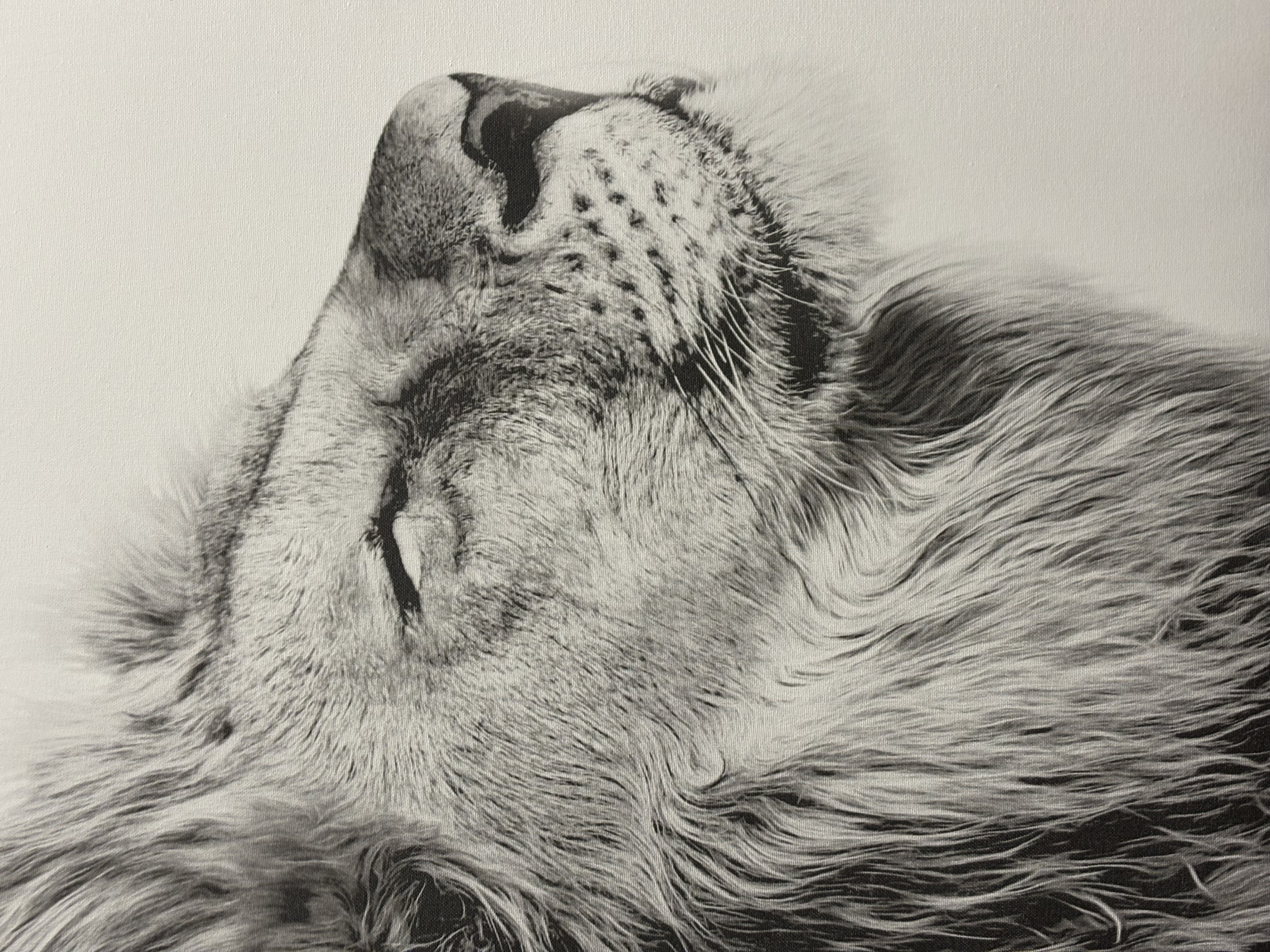 Lion Blank Meme Template