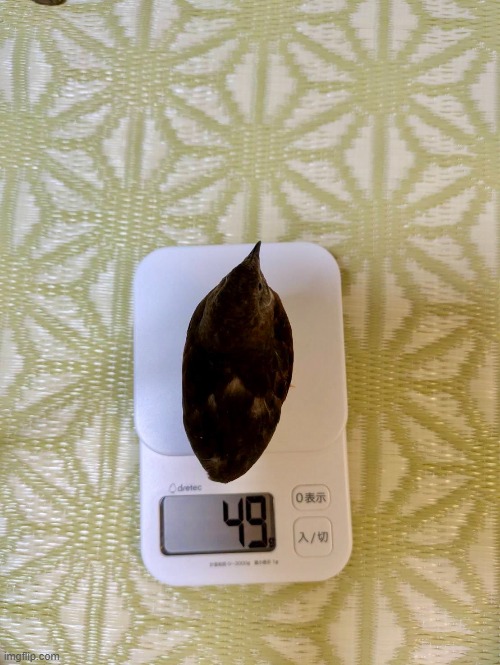 49g | image tagged in bird | made w/ Imgflip meme maker