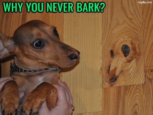 Why You No Bark | WHY YOU NEVER BARK? | image tagged in dogs,funny dogs,talking to wall,funny memes,barking,cute dog | made w/ Imgflip meme maker