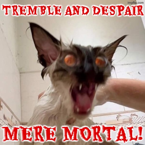 Mere Mortal | TREMBLE AND DESPAIR; MERE MORTAL! | image tagged in cats,funny cats,despair,you dare oppose me mortal,angry cat,angry wet cat | made w/ Imgflip meme maker
