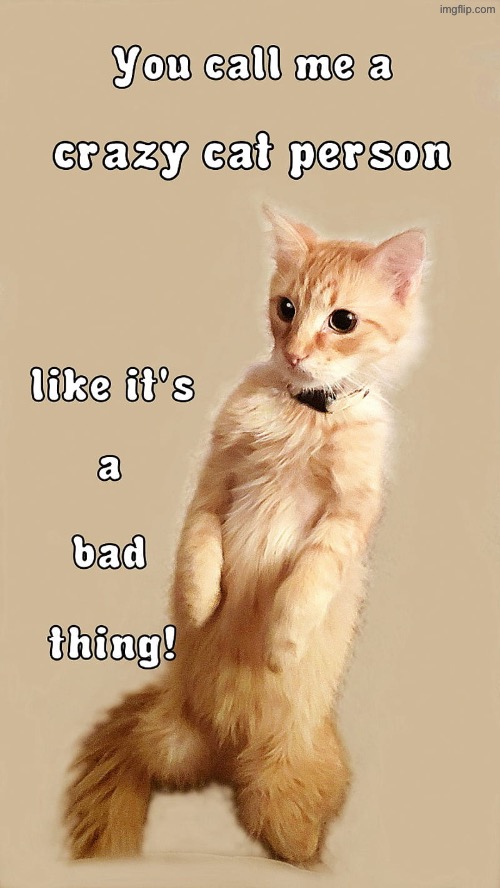 Not A Bad Thing | image tagged in cats,funny cats,orange cat behavior,crazy cat lady,not bad,cute kitten | made w/ Imgflip meme maker
