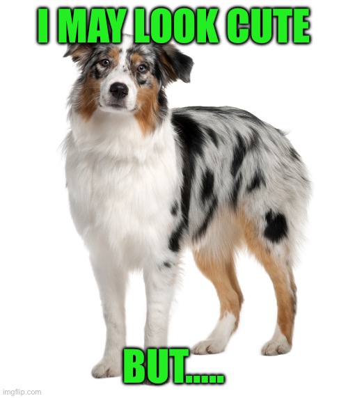 Australian shepherd | I MAY LOOK CUTE BUT….. | image tagged in australian shepherd | made w/ Imgflip meme maker