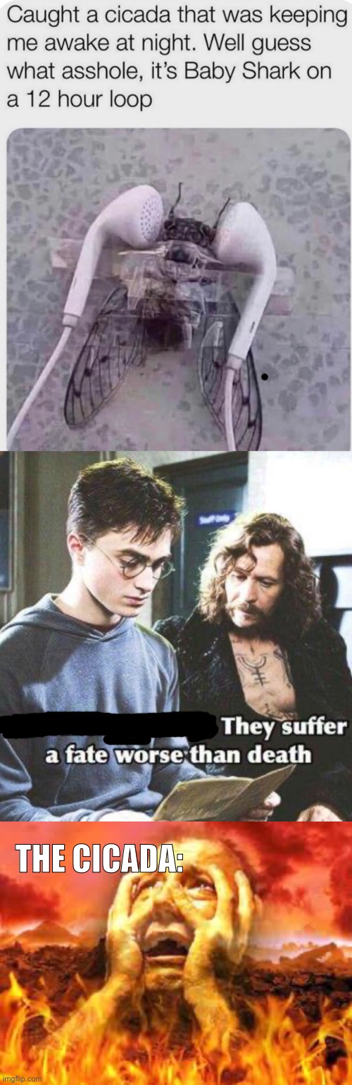 Cat | THE CICADA: | image tagged in funny,memes,relatable,funny memes | made w/ Imgflip meme maker