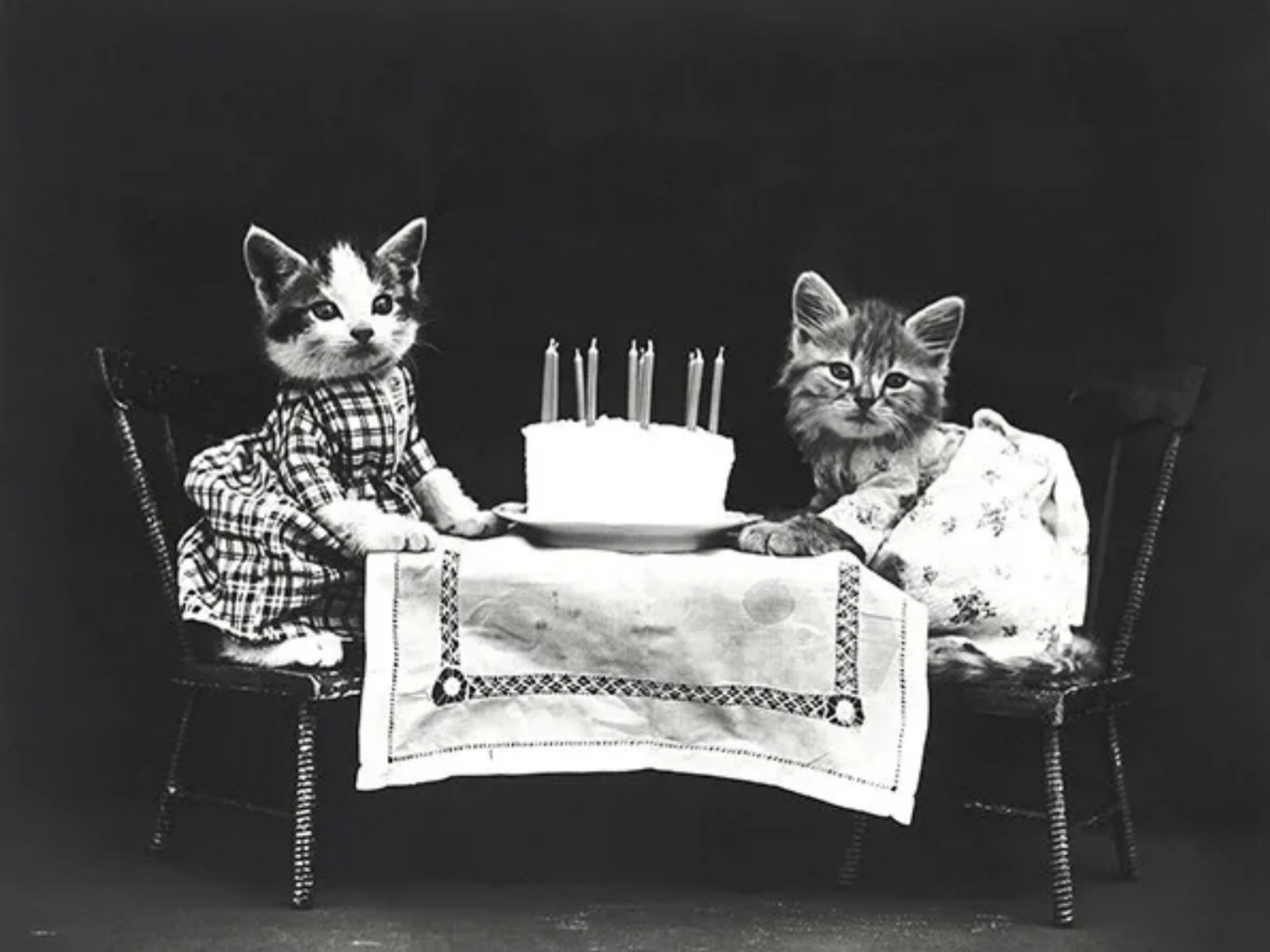 Vintage Birthday Cats Blank Meme Template