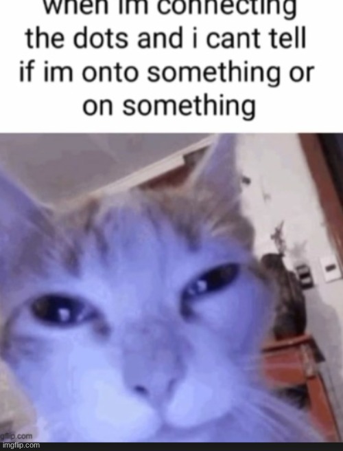 image tagged in cat | made w/ Imgflip meme maker