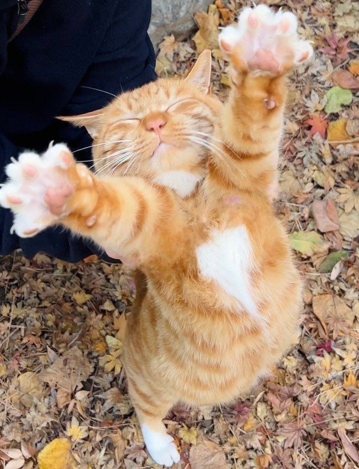 Stretching cat Blank Meme Template