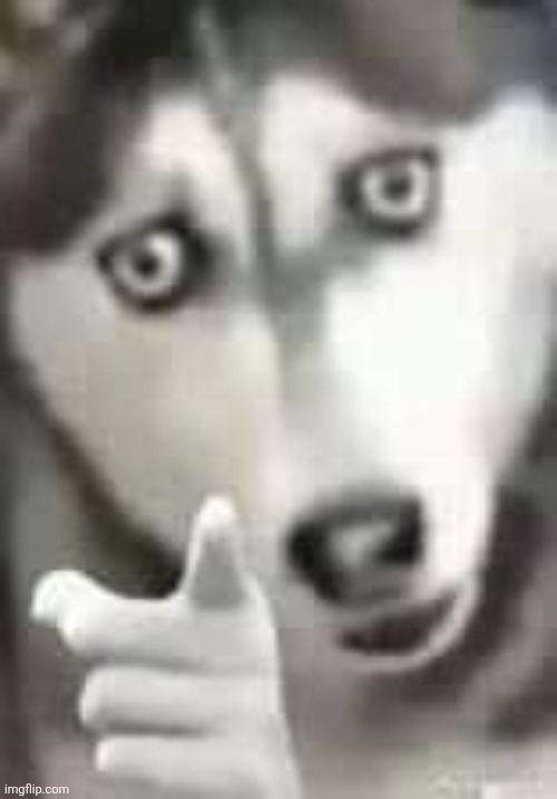 husky pointing | image tagged in husky pointing | made w/ Imgflip meme maker