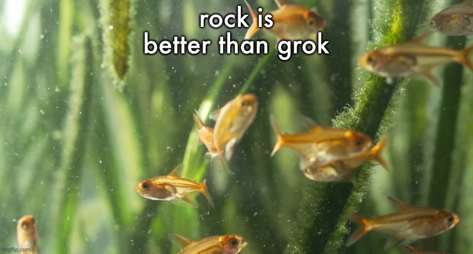 fish | rock is better than grok | image tagged in fish | made w/ Imgflip meme maker