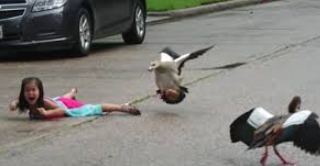 High Quality Bird attacking baby Blank Meme Template