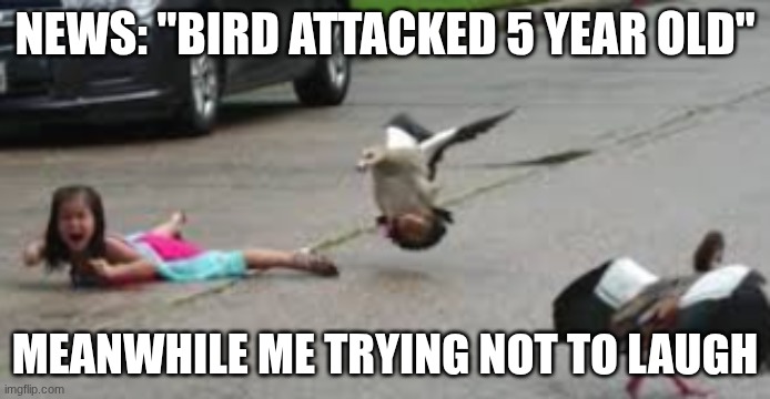 Bird attacking baby | NEWS: "BIRD ATTACKED 5 YEAR OLD"; MEANWHILE ME TRYING NOT TO LAUGH | image tagged in bird attacking baby | made w/ Imgflip meme maker