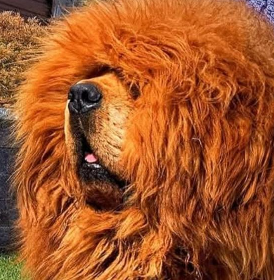 Dog fluff Blank Meme Template