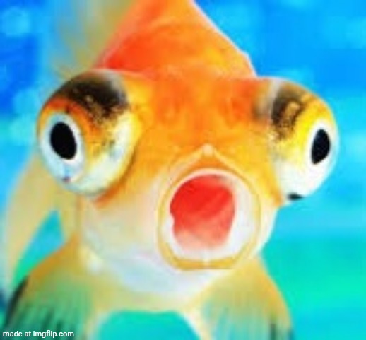Goldfish | image tagged in goldfish | made w/ Imgflip meme maker