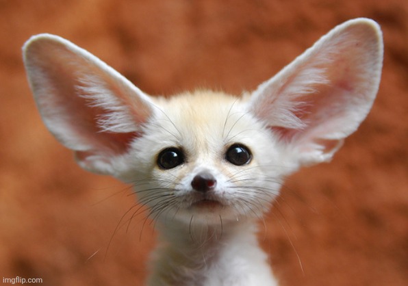 Fennec Fox | image tagged in fennec fox | made w/ Imgflip meme maker