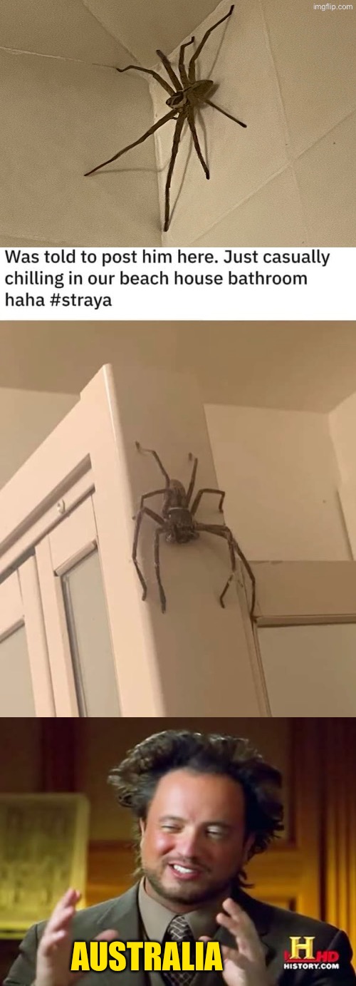 Australian Spiders | AUSTRALIA | image tagged in australia,meanwhile in australia,spiders,arachnophobia,australians,ancient aliens guy | made w/ Imgflip meme maker