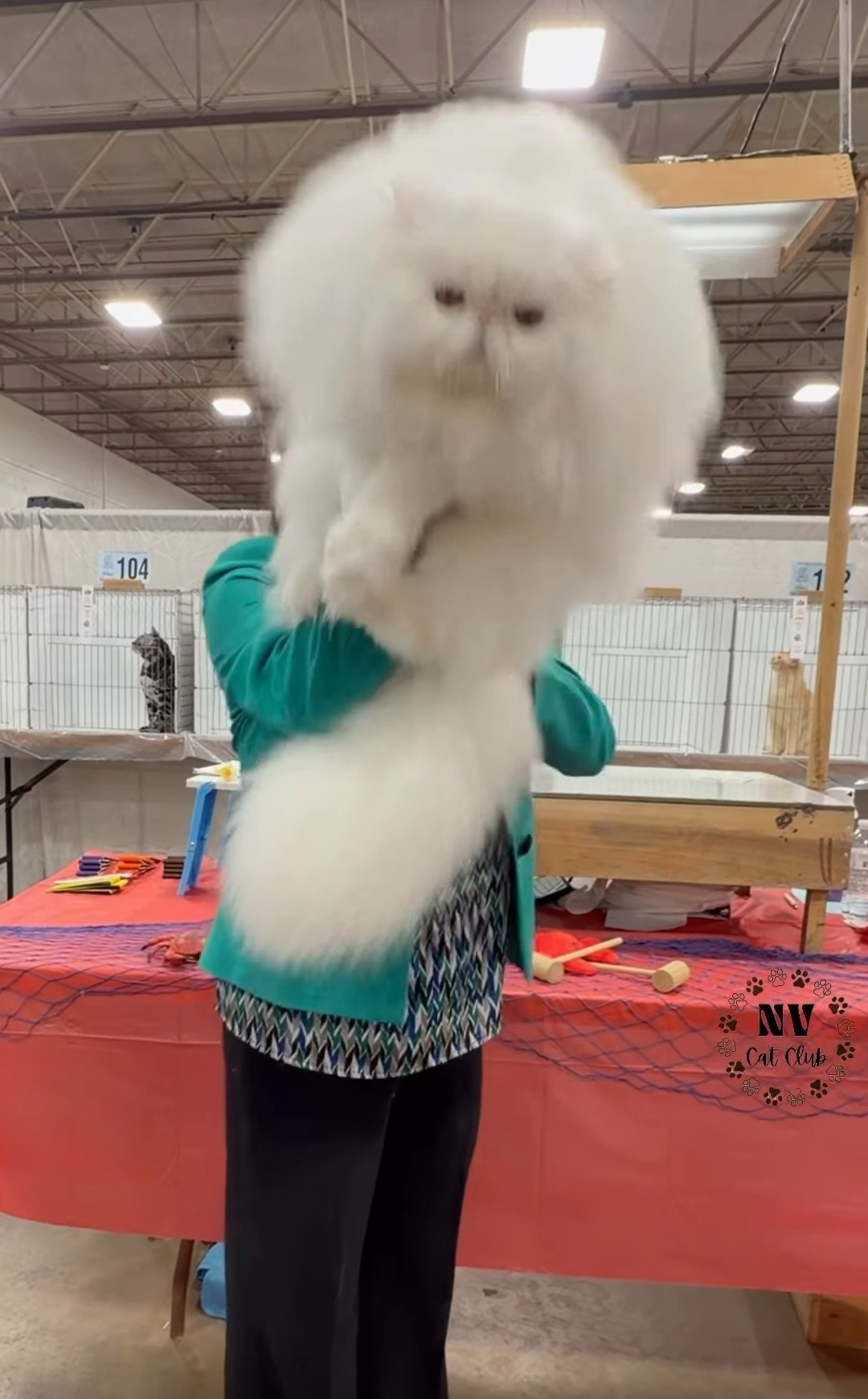 Cat handover Blank Meme Template