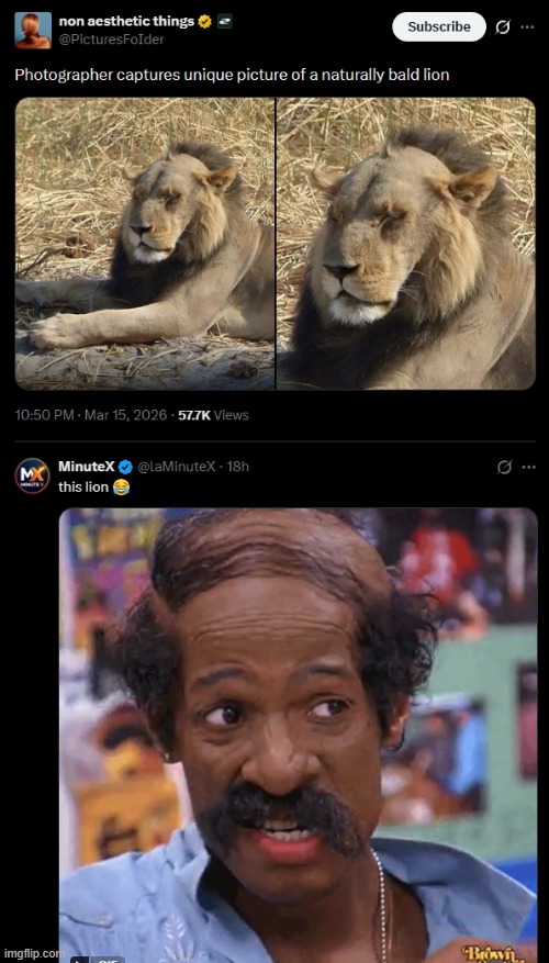 image tagged in bald,lion | made w/ Imgflip meme maker