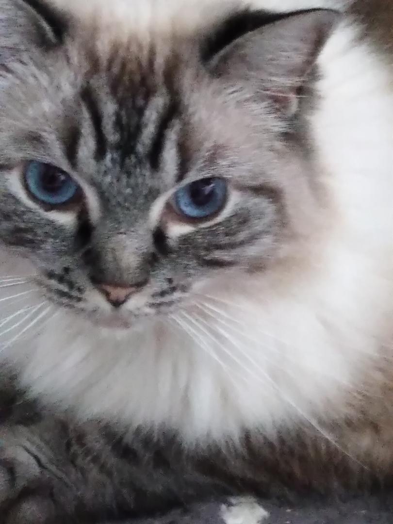 Cat Blank Meme Template