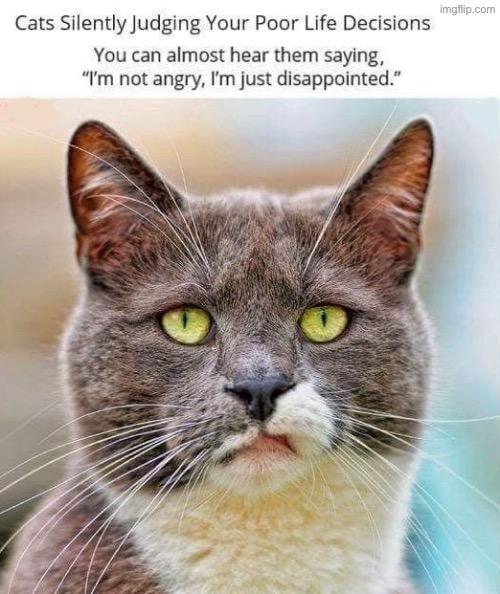 Cats Judge Almost 24/7 | image tagged in cats,bad decision,judgemental,funny cats,losers,disappointment | made w/ Imgflip meme maker