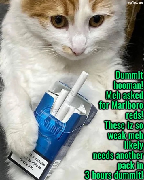 Meh Asked For Marlboro Reds Dummit | Dummit hooman! Meh asked for Marlboro reds! These iz so weak meh likely needs another pack in 3 hours dummit! | image tagged in cats,funny cats,cigarettes,dammit,kittens,smoking | made w/ Imgflip meme maker