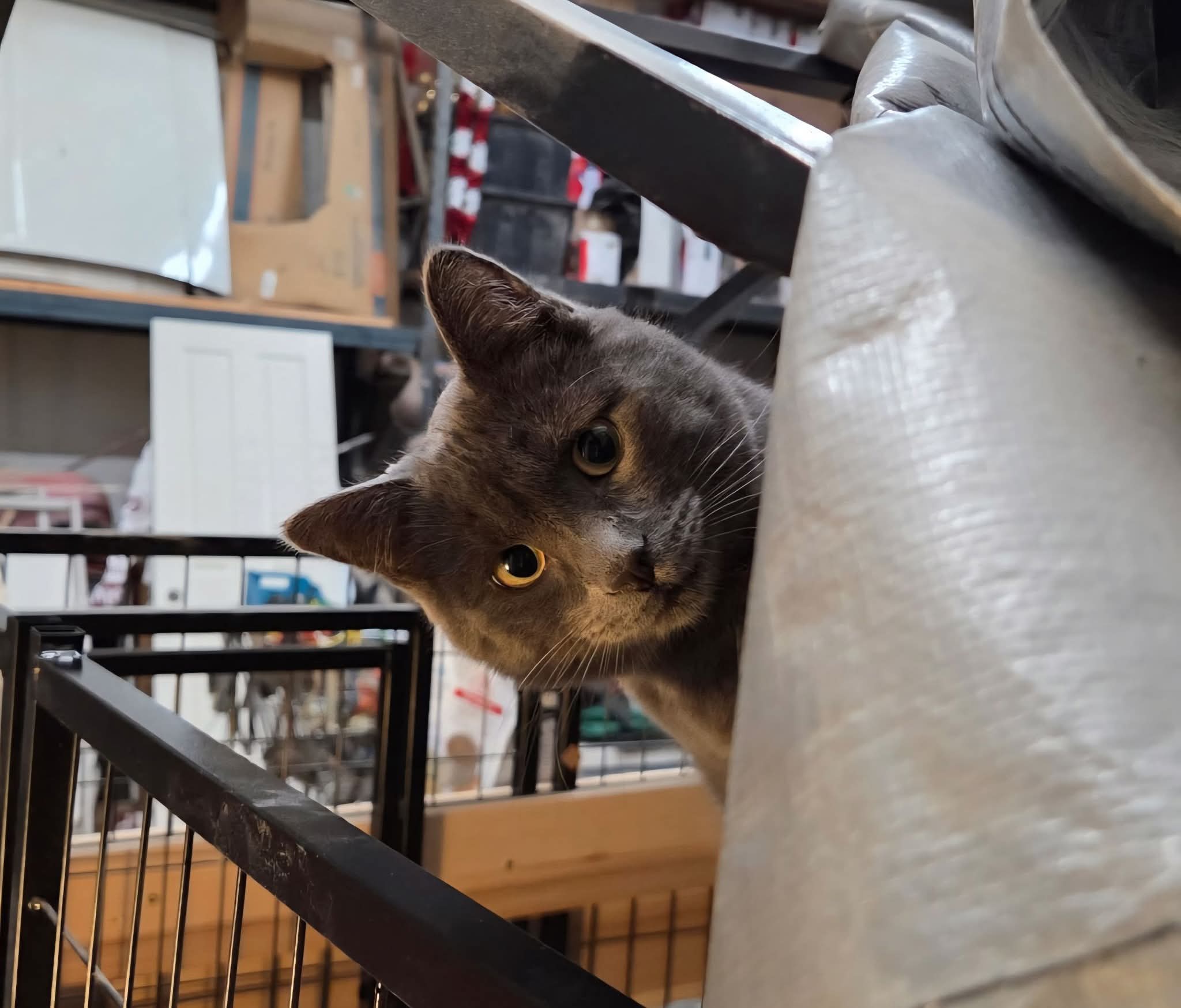 Walter Blank Meme Template