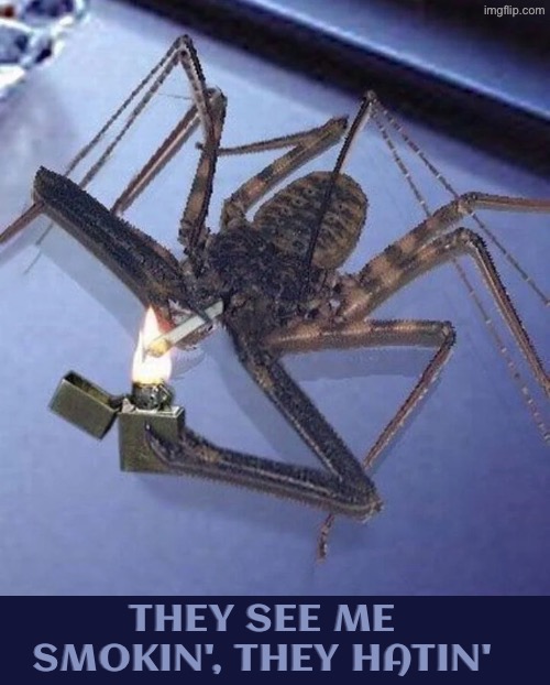 Smokin Spider | THEY SEE ME SMOKIN', THEY HATIN' | image tagged in smoking,spiders,they see me rolling,haters gonna hate,cigarette | made w/ Imgflip meme maker