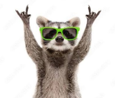 Raccoon Blank Meme Template