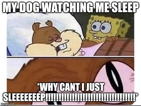 my dog | MY DOG WATCHING ME SLEEP; *WHY CANT I JUST SLEEEEEEEP!!!!!!!!!!!!!!!!!!!!!!!!!!!!!!!!!!* | image tagged in sandy wakes up | made w/ Imgflip meme maker