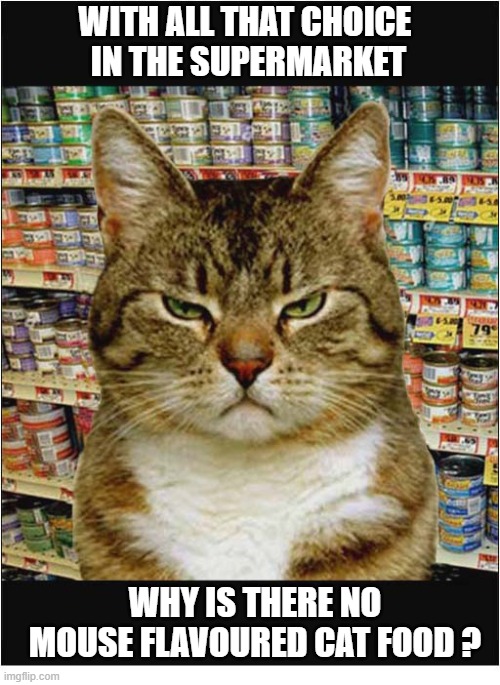 A Disappointed Cat | WITH ALL THAT CHOICE
 IN THE SUPERMARKET; WHY IS THERE NO MOUSE FLAVOURED CAT FOOD ? | image tagged in cats,mouse,flavour,cat food | made w/ Imgflip meme maker