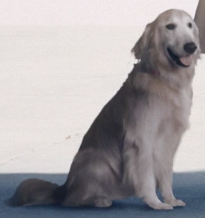 High Quality Ace Combat 7 JPEG Dog Blank Meme Template