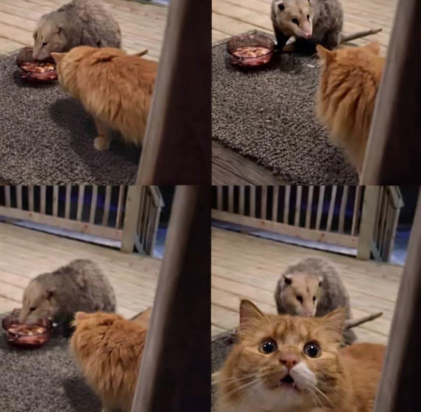 Cat vs. Possum Blank Meme Template