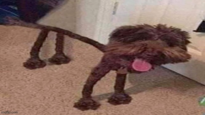 This is my dog, his name is thicky | image tagged in dogs,memes,funny | made w/ Imgflip meme maker