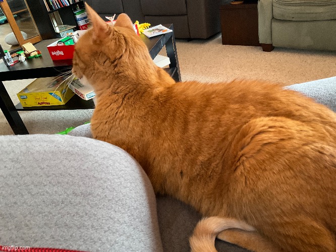 omg this cat bro r we serious | image tagged in omg cat | made w/ Imgflip meme maker