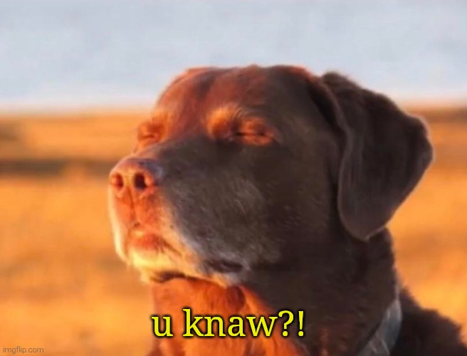 Dog accepting fate | u knaw?! | image tagged in dog accepting fate | made w/ Imgflip meme maker