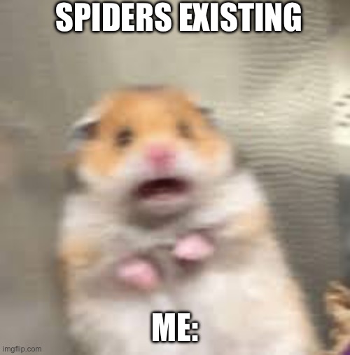 What was the name of the phobia? | SPIDERS EXISTING; ME: | image tagged in scared hamster | made w/ Imgflip meme maker