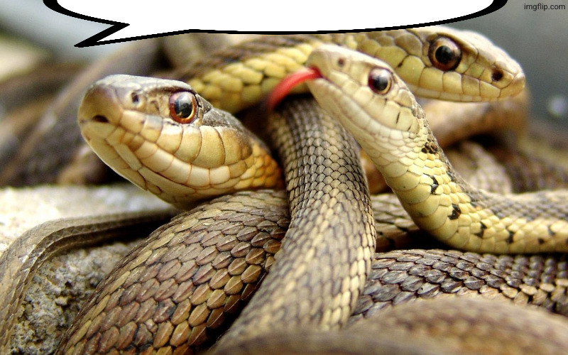 Snakes | image tagged in snakes | made w/ Imgflip meme maker