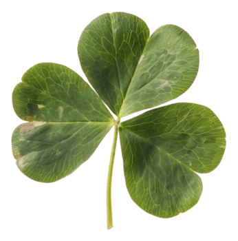 Clover Meme Template