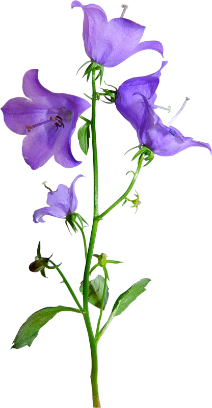 Morning glory Blank Meme Template