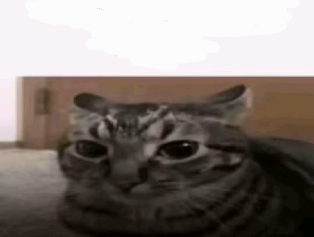 No to mamy kurcze kłopot cat Blank Meme Template