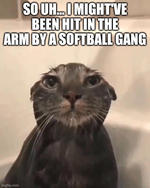 It hurt like hell, but now it just kinda burns | SO UH... I MIGHT'VE BEEN HIT IN THE ARM BY A SOFTBALL GANG | image tagged in wet cat | made w/ Imgflip meme maker