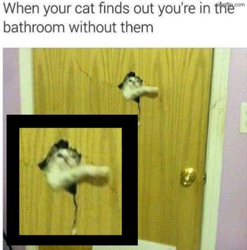 Yet the hypocrites demand privacy when they poop | image tagged in cats,funny cats,hypocrites,bathroom,let me in,crazy cat | made w/ Imgflip meme maker