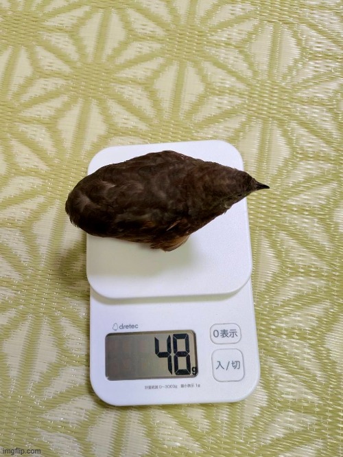 48g | image tagged in bird | made w/ Imgflip meme maker